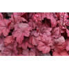 Żurawka 'Grape Soda' | Heuchera
