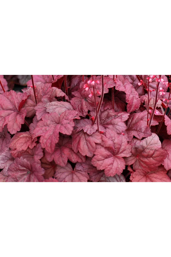 Żurawka 'Grape Soda' | Heuchera