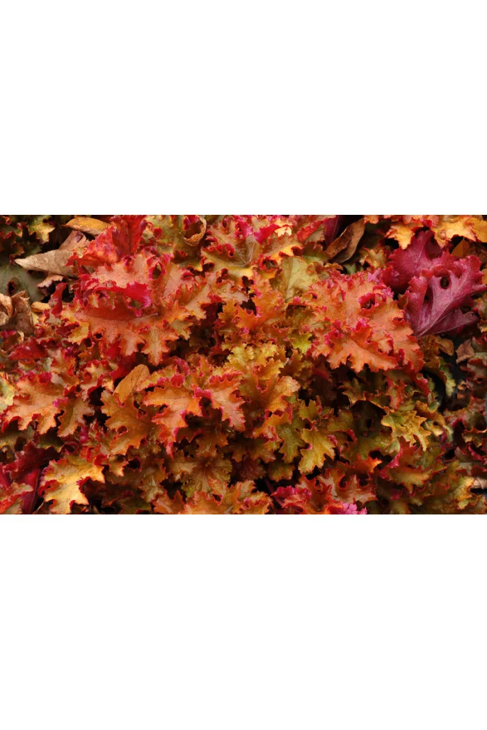 Żurawka 'Zipper' Heuchera