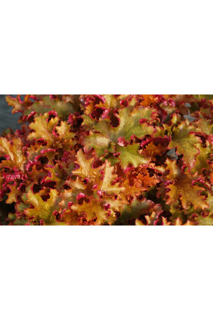 Żurawka 'Zipper' Heuchera