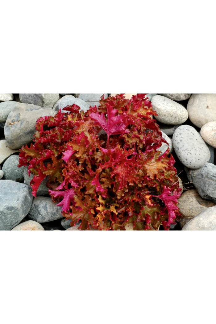 Żurawka 'Zipper' Heuchera
