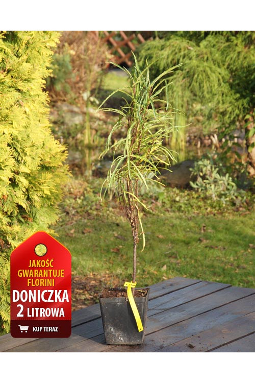 Kruszyna pospolita 'Fine Line' | Frangula alnus