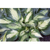 Funkia 'Revolution' Hosta