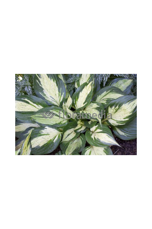 Funkia 'Revolution' Hosta
