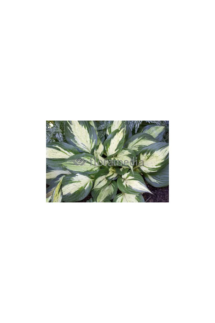 Funkia 'Revolution' Hosta