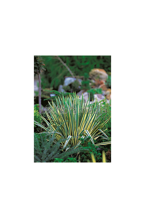 Juka karolińska 'Bright Edge' | Yucca filamentosa