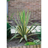 Juka karolińska 'Bright Edge' | Yucca filamentosa
