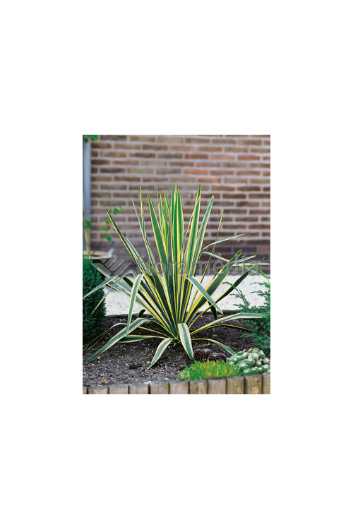 Juka karolińska 'Bright Edge' | Yucca filamentosa