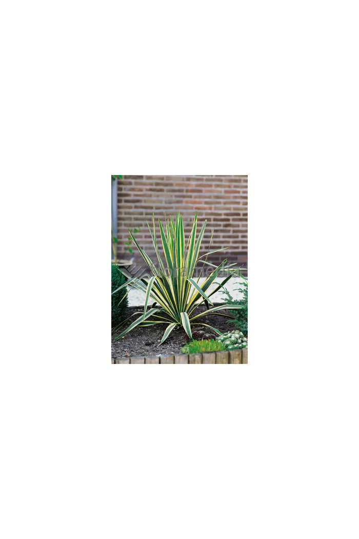 Juka karolińska 'Bright Edge' | Yucca filamentosa