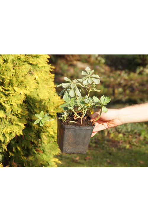Runianka japońska 'Variegata' Pachysandra terminalis