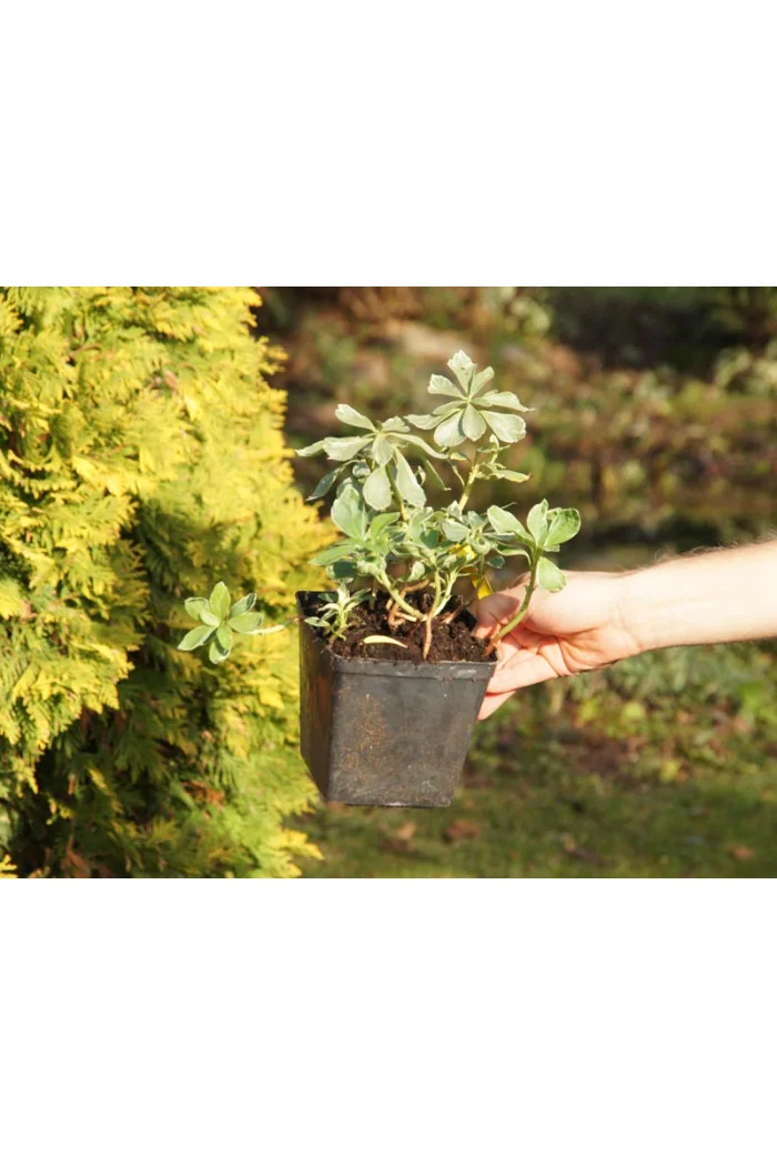 Runianka japońska 'Variegata' Pachysandra terminalis