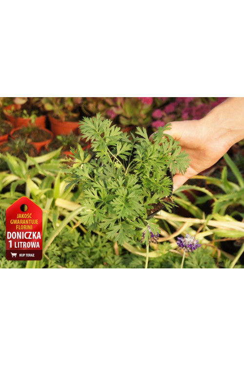 Sasanka 'Rubra' Pulsatilla vulgaris