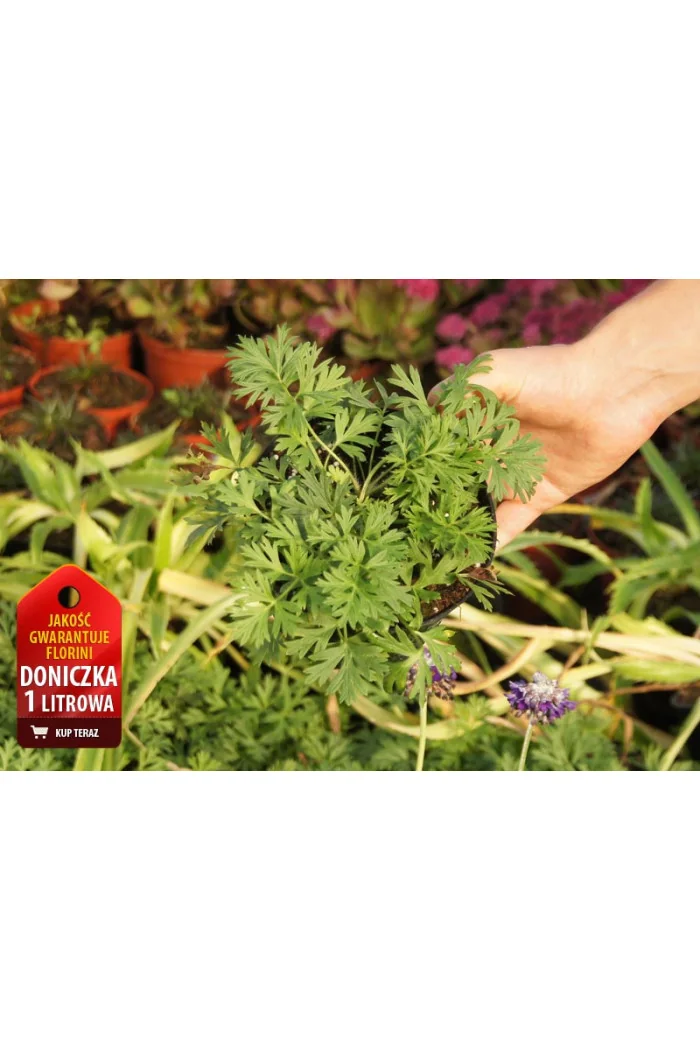 Sasanka 'Rubra' Pulsatilla vulgaris