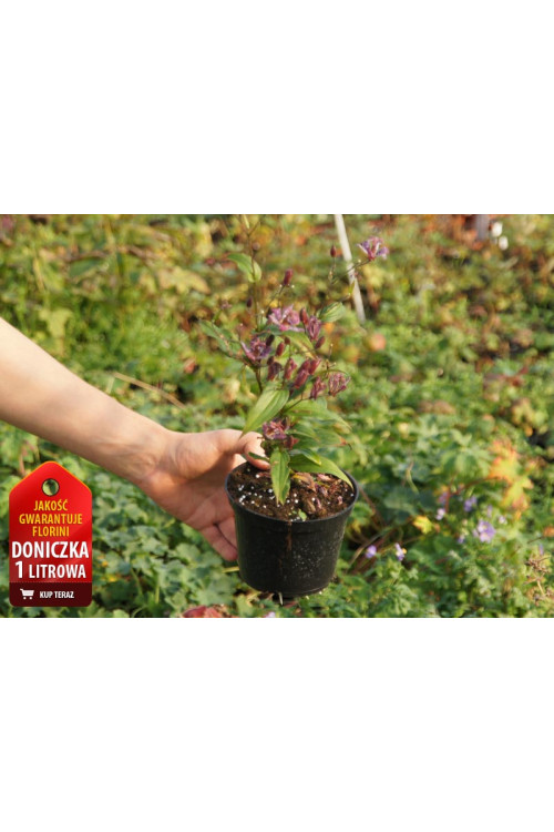 trójsklepka, trójsklepka Masamunei, Tricyrtis