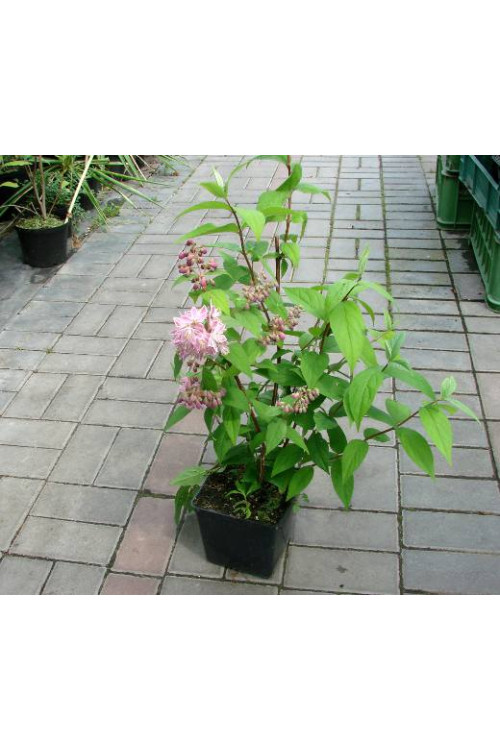 Żylistek mieszańcowy 'Strawberry Fields' | Deutzia hybrida