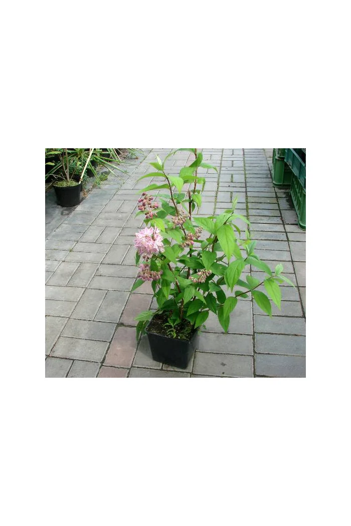 Żylistek mieszańcowy 'Strawberry Fields' | Deutzia hybrida