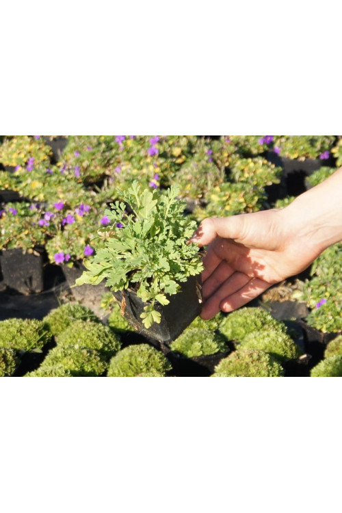 Mak syberyjski 'Spring Fever' | Papaver nudicale