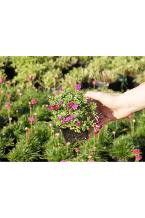 Żagwin 'Red Purple Mix' Aubrieta