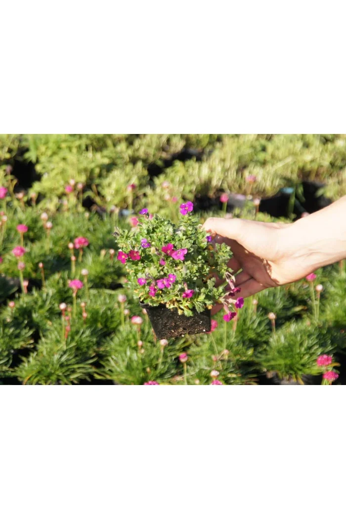 Żagwin 'Red Purple Mix' Aubrieta