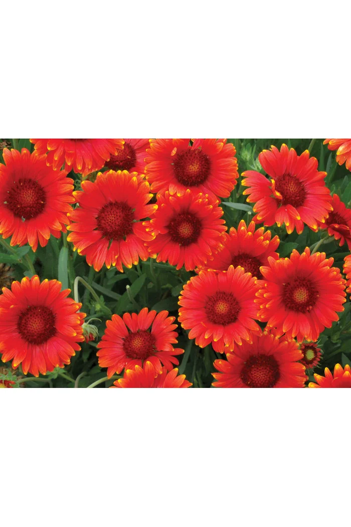 Gaillardia 'Red Sun' Gaillardia