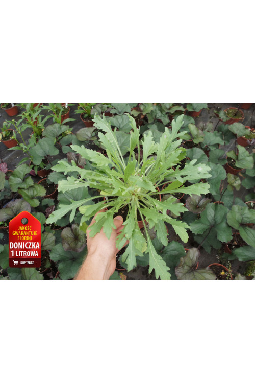 Gaillardia 'Red Sun' Gaillardia