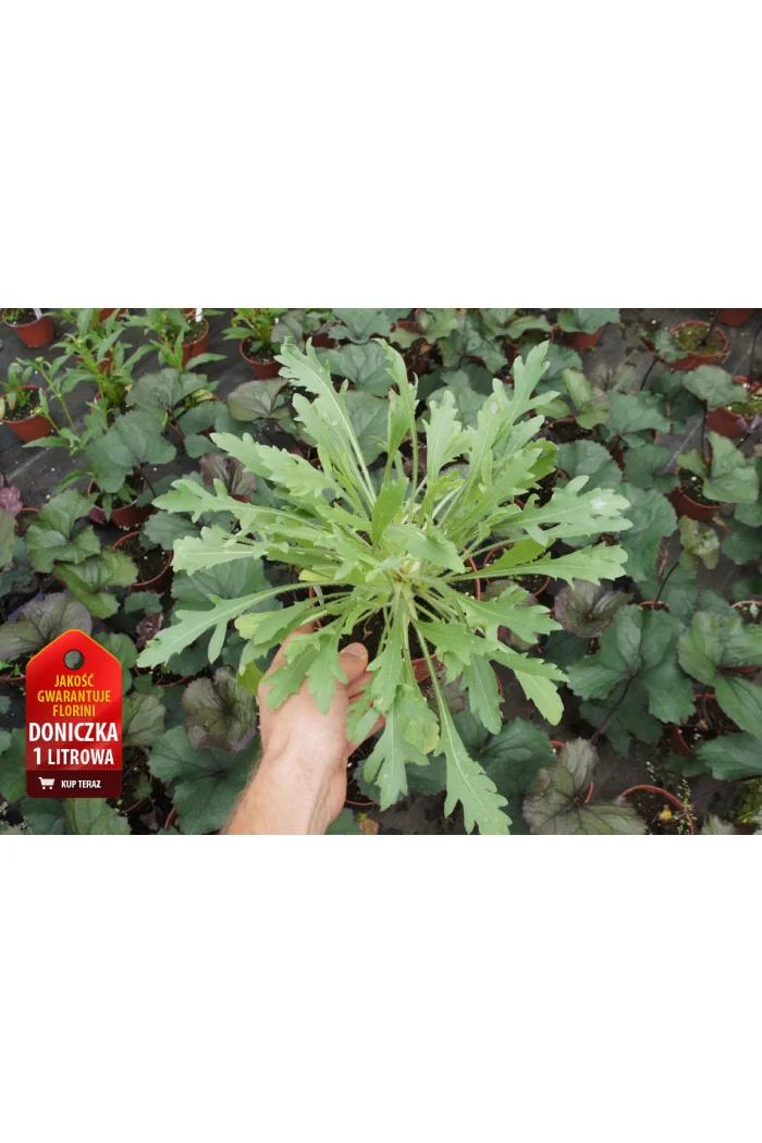 Gaillardia 'Red Sun' Gaillardia