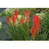 Trytoma 'RedHot Popsicle' Kniphofia