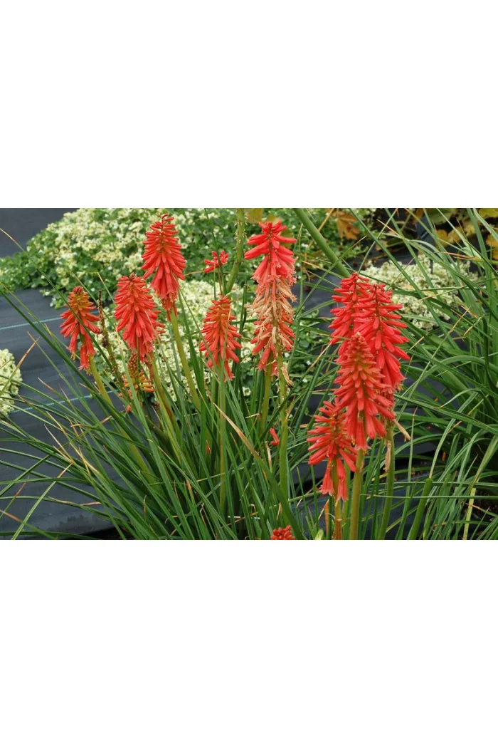 Trytoma 'RedHot Popsicle' Kniphofia