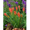 Trytoma 'RedHot Popsicle' Kniphofia
