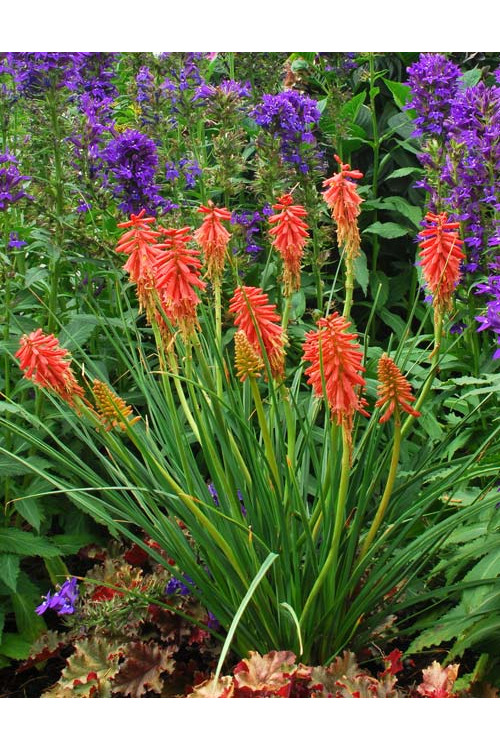 Trytoma 'RedHot Popsicle' Kniphofia