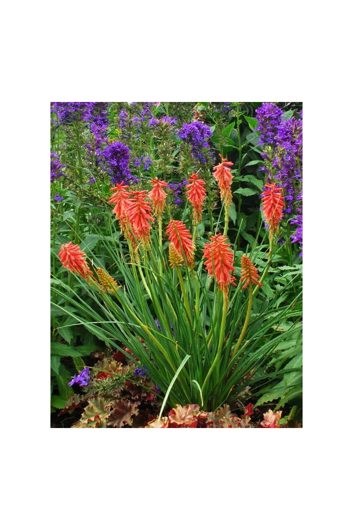 Trytoma 'RedHot Popsicle' Kniphofia