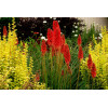 Trytoma 'RedHot Popsicle' Kniphofia