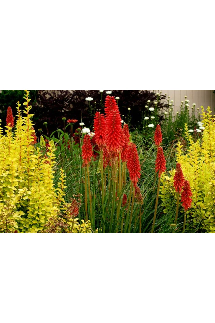 Trytoma 'RedHot Popsicle' Kniphofia