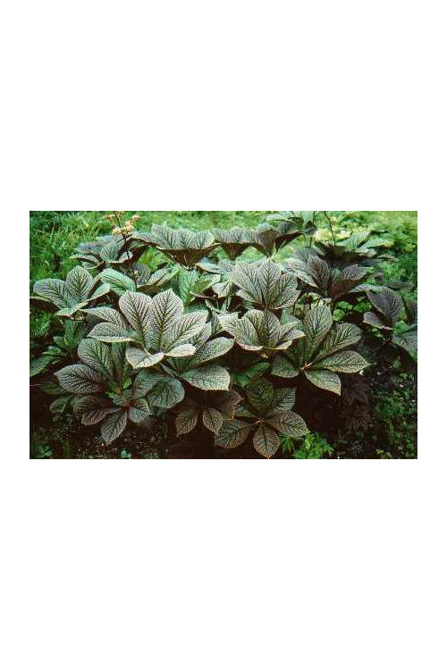 Rodgersja kasztanolistna | Rodgersia pinnata