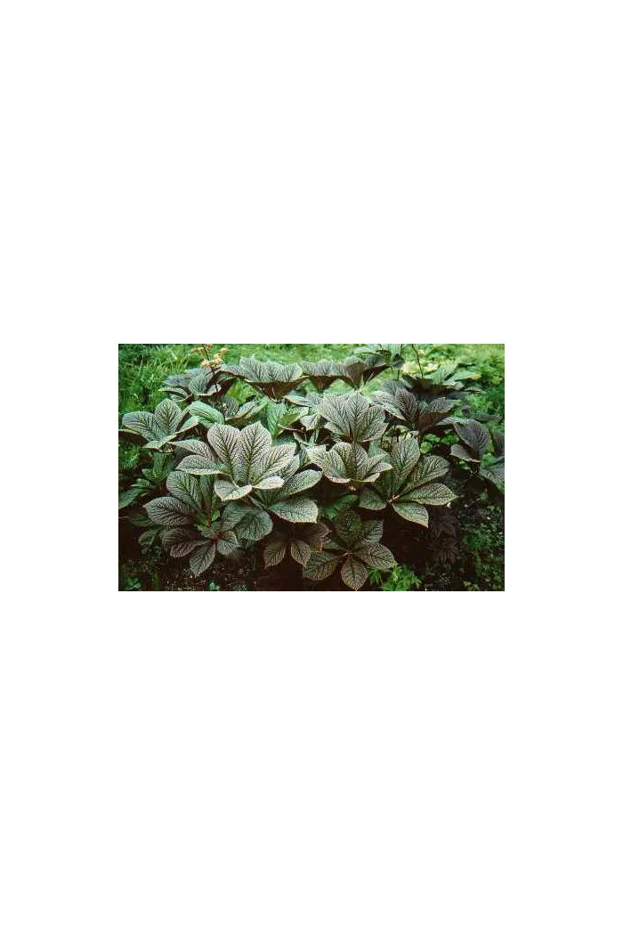 Rodgersja kasztanolistna | Rodgersia pinnata