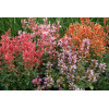 Kłosowiec 'Kudos Coral' Agastache
