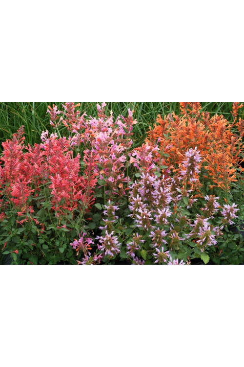 Kłosowiec 'Kudos Coral' Agastache