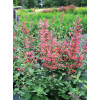 Kłosowiec 'Kudos Coral' Agastache