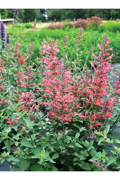 Kłosowiec 'Kudos Coral' Agastache