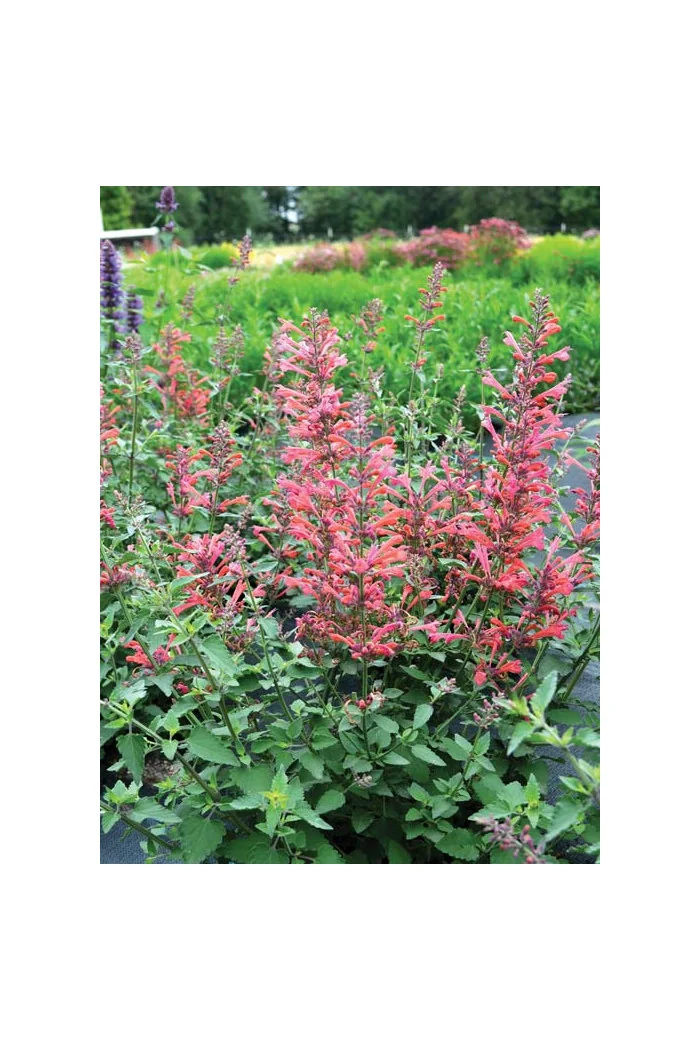 Kłosowiec 'Kudos Coral' Agastache