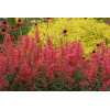Kłosowiec 'Kudos Coral' Agastache