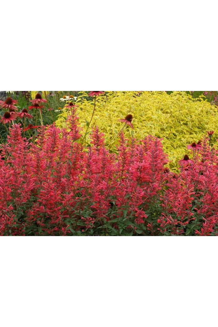 Kłosowiec 'Kudos Coral' Agastache