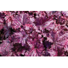 Żurawka 'Forever Purple'| Heuchera