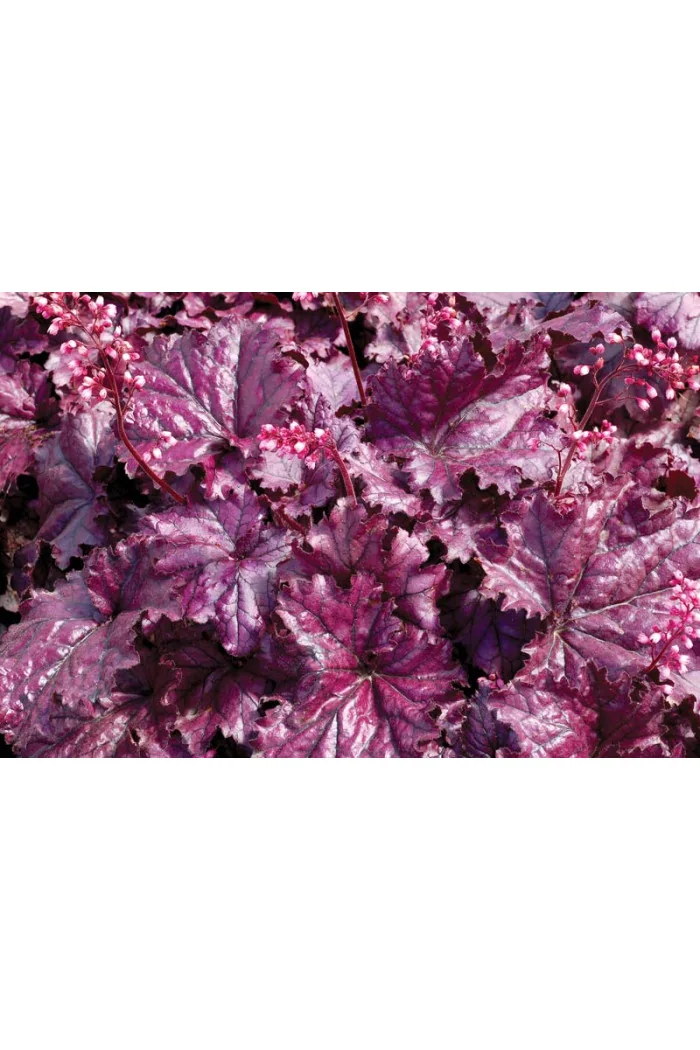 Żurawka 'Forever Purple'| Heuchera