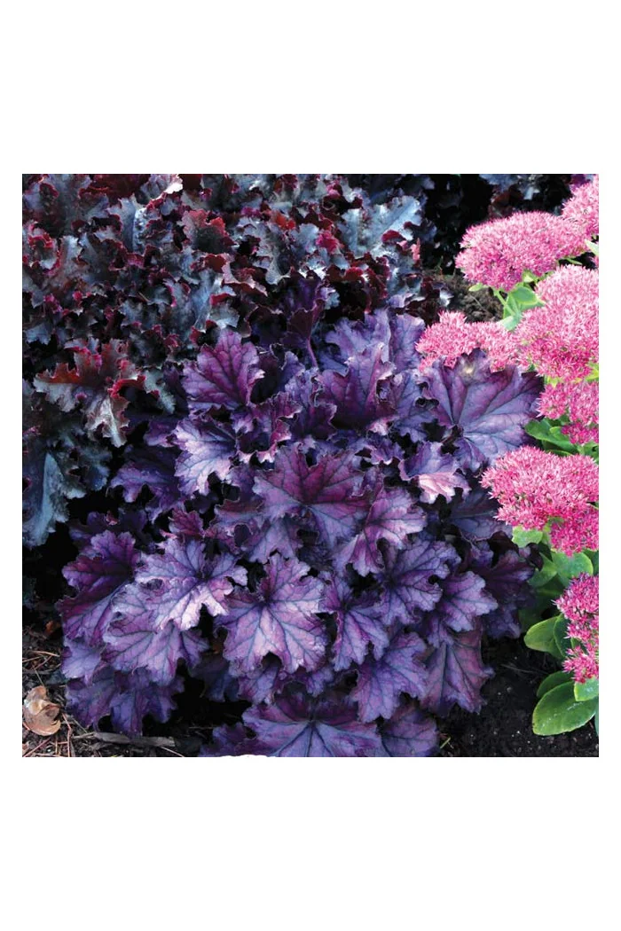 Żurawka 'Forever Purple'| Heuchera