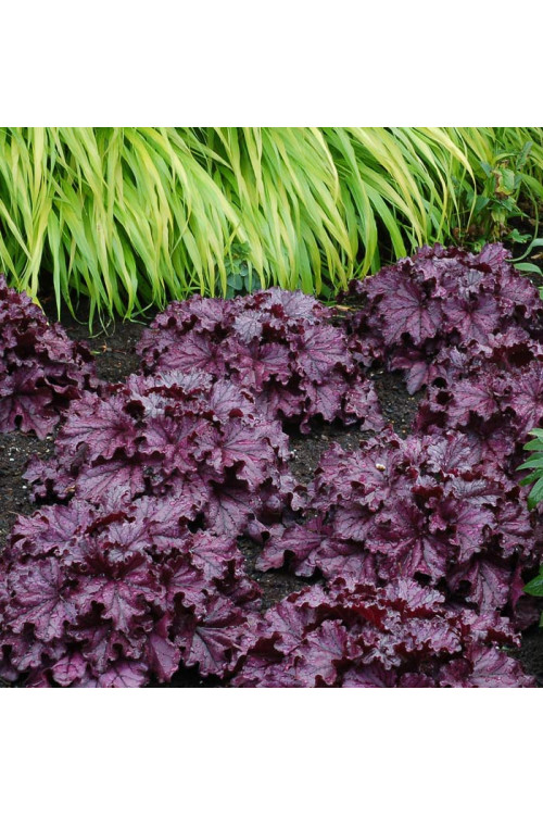Żurawka 'Forever Purple'| Heuchera