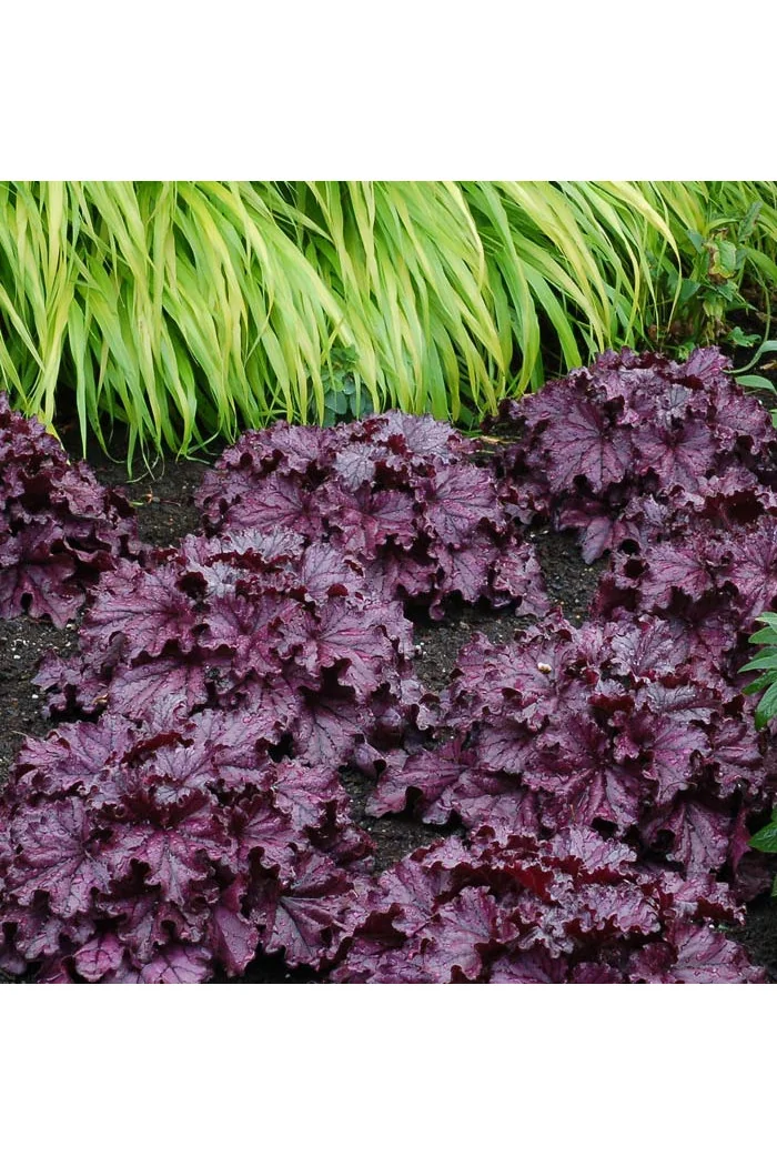 Żurawka 'Forever Purple'| Heuchera