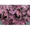 Żurawka 'Forever Purple'| Heuchera