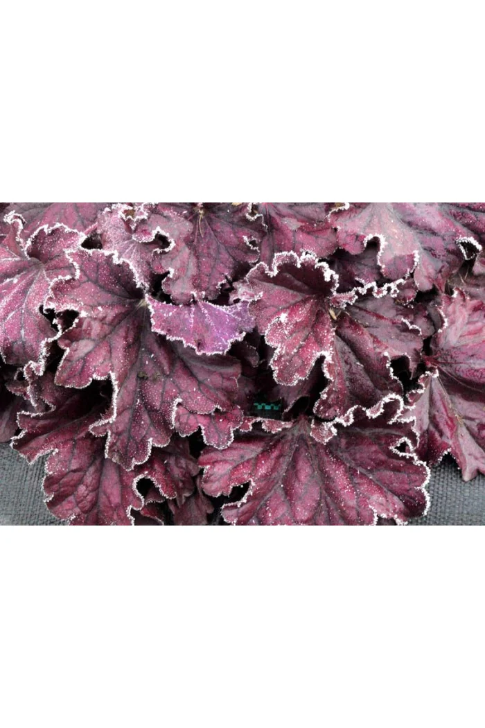 Żurawka 'Forever Purple'| Heuchera
