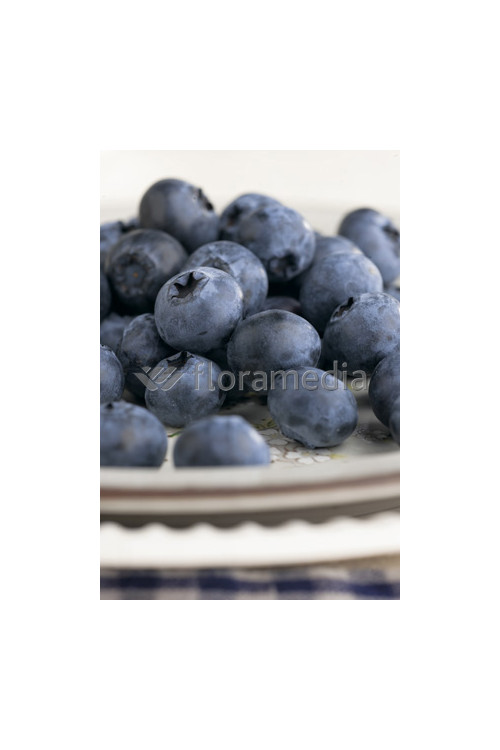 Borówka wysoka (amerykańska) 'Pink Lemonade' | Vaccinium corymbosum